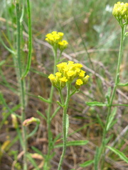 Achillea micrantha