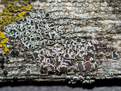 Lecanora horiza