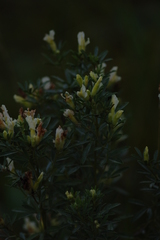 Chamaecytisus ruthenicus