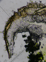 Lecanora horiza
