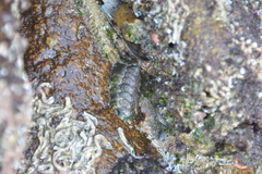 Onithochiton literatus