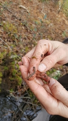 Eurycea chamberlaini