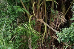 Raphia taedigera