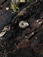 Triodopsis tridentata