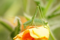 Anisophya punctinervis