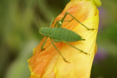 Anisophya punctinervis