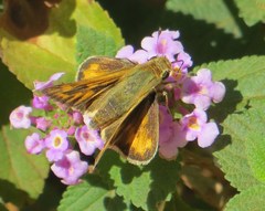 Vinius pulcherrimus