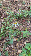 Bidens alba
