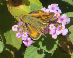 Vinius pulcherrimus