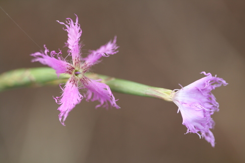 Image of Dianthus orientalis by (c) Edmundas Greimas, some rights reserved (CC BY)