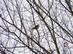Turdus pilaris