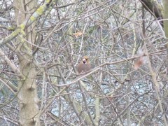 Coccothraustes coccothraustes