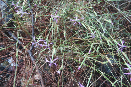Image of Dianthus orientalis by (c) Edmundas Greimas, some rights reserved (CC BY)
