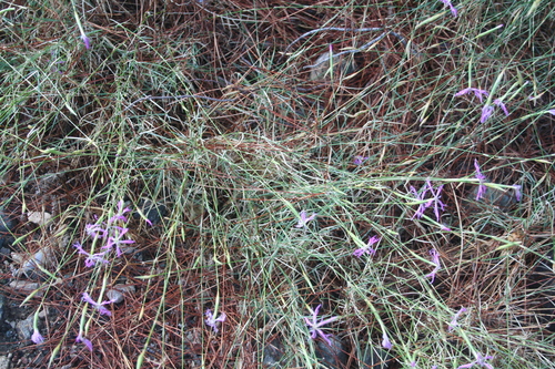 Image of Dianthus orientalis by (c) Edmundas Greimas, some rights reserved (CC BY)