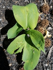 Hosta