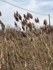 Phragmites australis