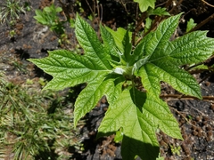 Hydrangea quercifolia