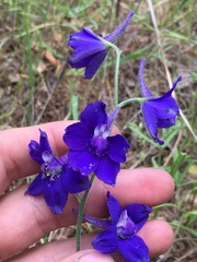 Delphinium patens