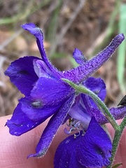 Delphinium patens