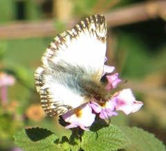 Heliopetes omrina