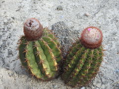 Melocactus lemairei