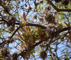 Tillandsia achyrostachys