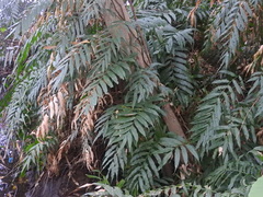 Stenochlaena palustris