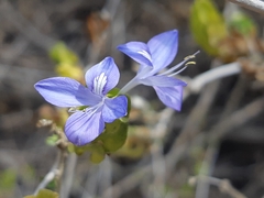 Tetramerium wasshausenii
