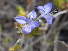 Tetramerium wasshausenii