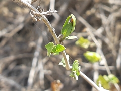 Tetramerium wasshausenii