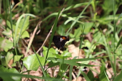 Nelia nemyroides