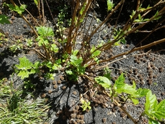 Hydrangea quercifolia