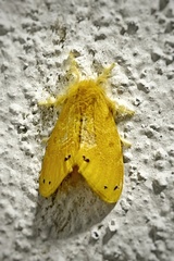 Artaxa guttata