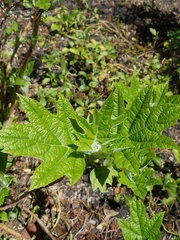 Hydrangea quercifolia