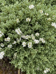 Veronica topiaria