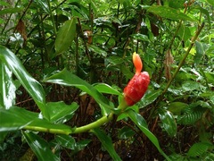 Costus woodsonii image