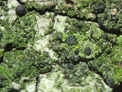 Scoliciosporum chlorococcum