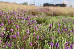 Pogostemon deccanensis