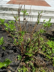 Hydrangea quercifolia