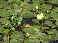 Hydrocleys nymphoides