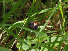 Nelia nemyroides