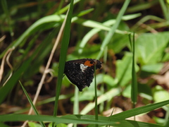 Nelia nemyroides