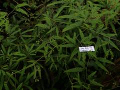 Gleichenella pectinata