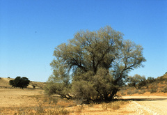 Vachellia haematoxylon