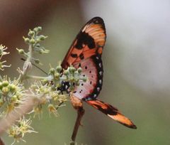 Acraea acara acara