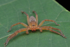 Thelcticopis kirankhalapi