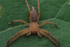 Thelcticopis kirankhalapi