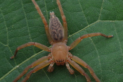 Thelcticopis kirankhalapi
