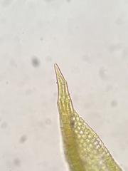 Weissia brachycarpa