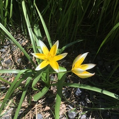 Tulipa urumiensis